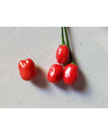 Hot Pepper ‘Bird Aji' Seeds (Naturally Grown)