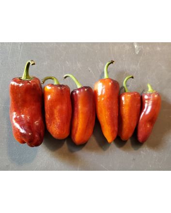 Sweet Pepper 'Pippin's Golden Honey’ Seeds (Naturally Grown)