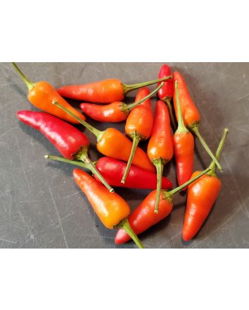 Hot Pepper ‘Thicc Thai’ Seeds (Naturally Grown)