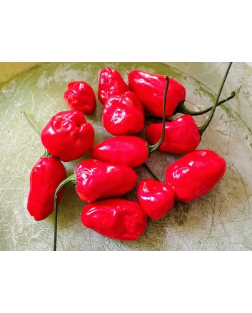Hot Pepper ‘Chiltepin x Habanero' Seeds (Naturally Grown)