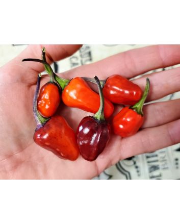 Hot Pepper 'Variegated Jigsaw' Seeds (Naturally Grown)