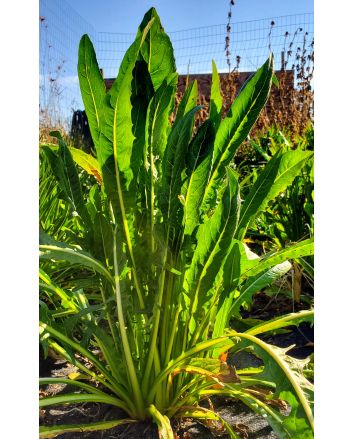 Chicory 'Catalogna Pugliese' Seeds (Naturally Grown)