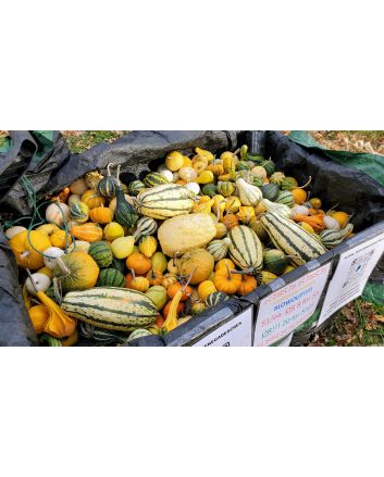 The Ultimate Gourd Seed Mix