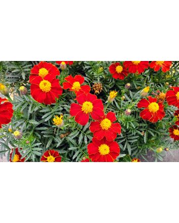 French Marigold 'Tashkent' Seeds (Naturally Grown)