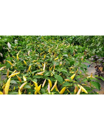 Hot Pepper ‘Aji Omnicolor' Seeds (Naturally Grown)