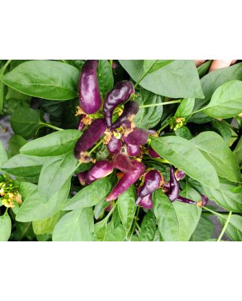 Hot Pepper 'Sangria F2' Seeds (Naturally Grown)