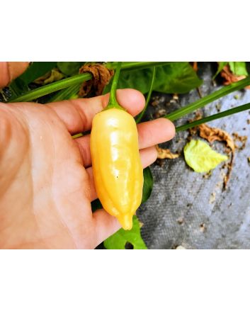 Hot Pepper ‘Sugar Rush Peach’ 