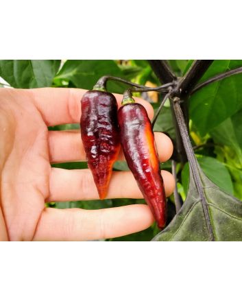 Hot Pepper ‘Biquinho Black Cross' Seeds (Naturally Grown)