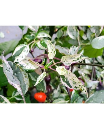 Hot Pepper 'Variegated Jigsaw' Seeds (Naturally Grown)