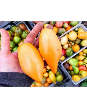 Tomato 'Buratino' AKA 'Yellow Pinocchio' Seeds (Naturally Grown)