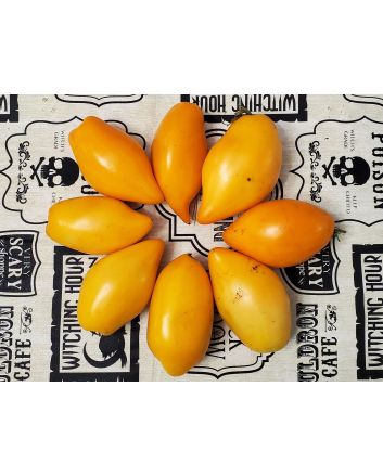 Tomato 'Buratino' AKA 'Yellow Pinocchio' Seeds (Naturally Grown)