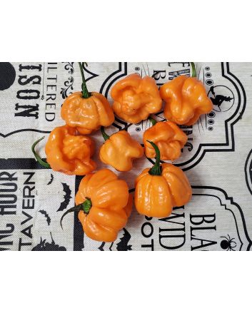 Hot Pepper ‘Scotch Bonnet Freeport Orange’ Seeds (Naturally Grown)