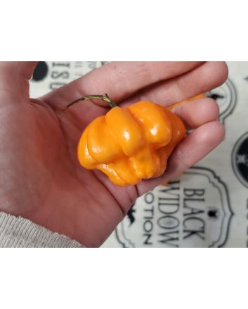 Hot Pepper ‘Scotch Bonnet Freeport Orange’ Seeds (Naturally Grown)