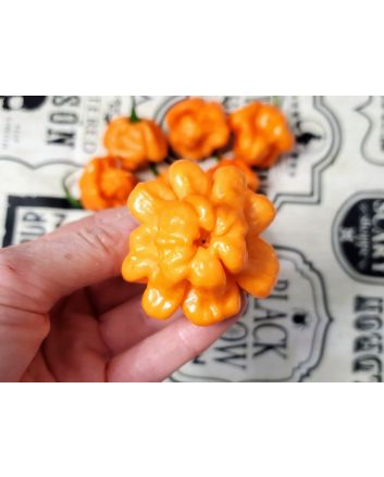 Hot Pepper ‘Scotch Bonnet Freeport Orange’ Seeds (Naturally Grown)
