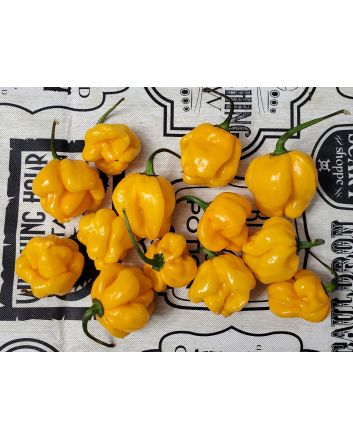 Hot Pepper 'Papa Dreadie Scotch Bonnet' Seeds (Naturally Grown)