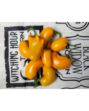 Hot Pepper 'NuMex Pumpkin Spice Jalapeno' Seeds (Naturally Grown)