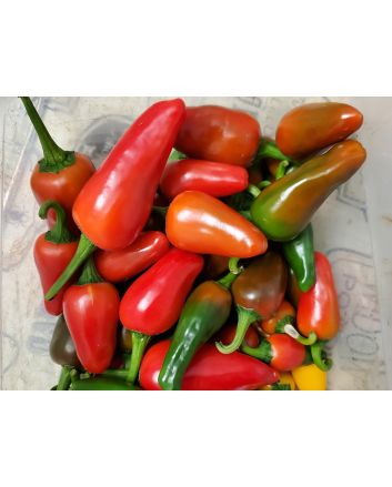 Hot Pepper ‘Hawaiian Sweet Hot' AKA 'Waialua' Seeds (Naturally Grown)