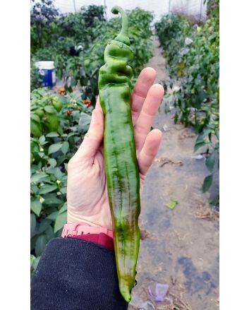 Hot Pepper ‘Jalapeno Chernobyl' Seeds (Naturally Grown)