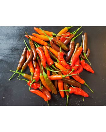 Hot Pepper ‘KS StarrScream Chocolate' Seeds (Naturally Grown)
