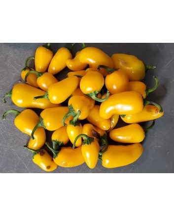 Hot Pepper 'NuMex Lemon Spice Jalapeno' Seeds (Naturally Grown)