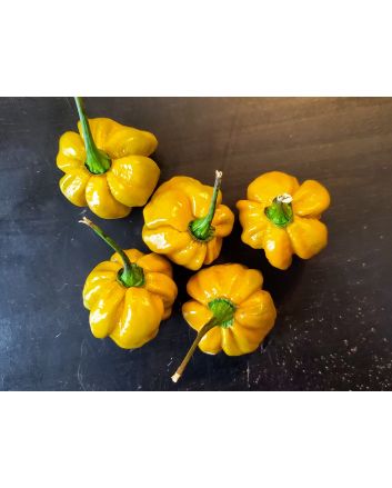 Hot Pepper ‘Mustard Habanero' Seeds (Naturally Grown)