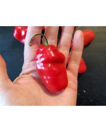 Hot Pepper 'Rocopica' Seeds (Naturally Grown)