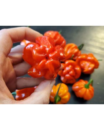 Hot Pepper ‘Scotch Bonnet MOA Red’ Seeds (Naturally Grown)