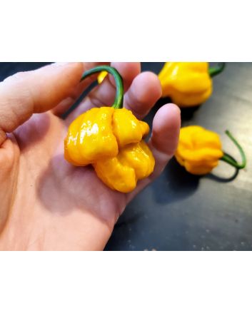 Hot Pepper ‘Scotch Bonnet MOA Yellow’ Seeds (Naturally Grown)