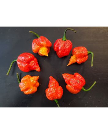 Hot Pepper 'Mustard Moruga Brains x Gator Jigsaw RED CROSS' Seeds (Naturally Grown)