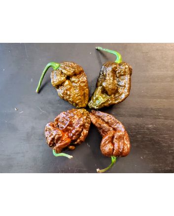 Hot Pepper 'Mustard Moruga Brains x Gator Jigsaw CHOCOLATE CROSS' Seeds (Naturally Grown)