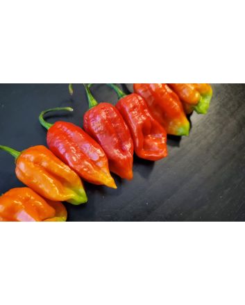 Hot Pepper ‘Lemon Reaper Red Cross’ (Aji Lemon x Carolina Reaper) Seeds (Certified Organic)