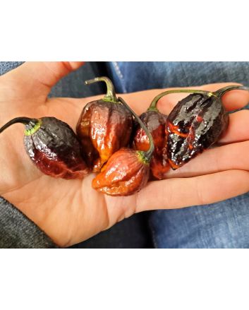 Hot Pepper '7 Pot Black’ Seeds (Naturally Grown)