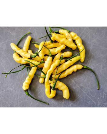 Hot Pepper ‘Aribibi Gusano' AKA 'Caterpillar Pepper' Seeds (Naturally Grown)