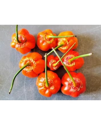 Hot Pepper ‘Bleeding Jack' Seeds (Naturally Grown)