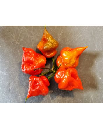 Hot Pepper 'Trinidad 7 Pot Cross’ Seeds (Naturally Grown)