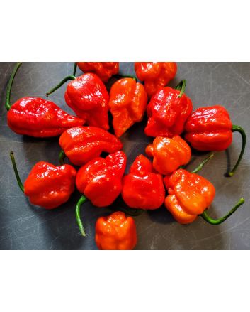 Hot Pepper 'Red 7 Pot’ Seeds (Naturally Grown)