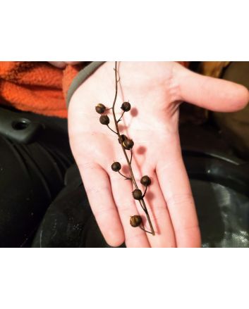 Moth Mullein Seeds (Naturally Grown)