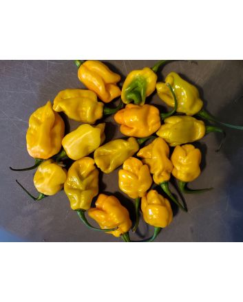 Hot Pepper 'Lemon Ghostly Jalapeno' Seeds (Naturally Grown)