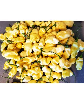 Hot Pepper 'White Ghostly Jalapeno' Seeds (Naturally Grown)