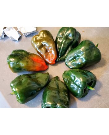 Hot Pepper 'Ancho Poblano' Seeds (Naturally Grown)