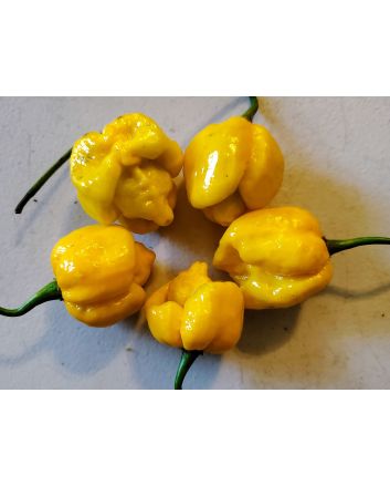 Hot Pepper ‘Trinidad Scorpion Orange’ Seeds (Naturally Grown)