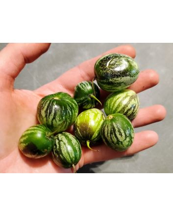 Tzimbalo Melon Pear Seeds (Naturally Grown)