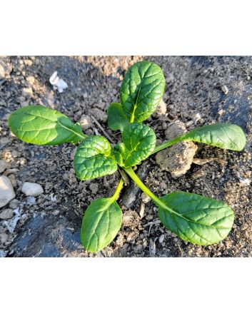 Chijimasai Seeds (Naturally Grown)