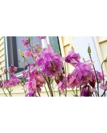 Double Pink Columbine Seeds (Certified Organic)