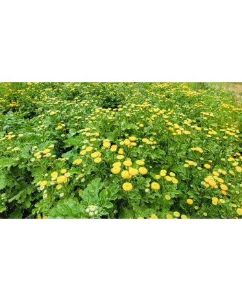 Chrysanthemum 'Golden Ball' Seeds (Naturally Grown)