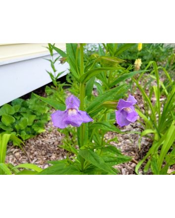 Monkey Flower Seeds (Naturally Grown)