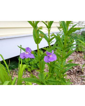 Monkey Flower Seeds (Naturally Grown)