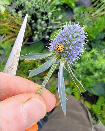 Sea Holly Seeds (Naturally Grown)