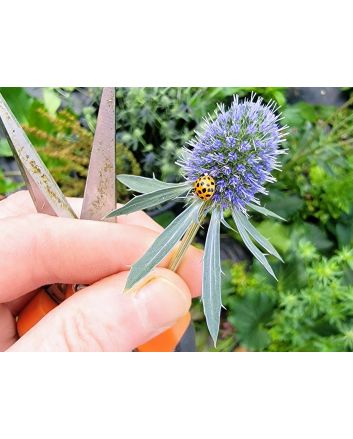 Sea Holly Seeds (Naturally Grown)