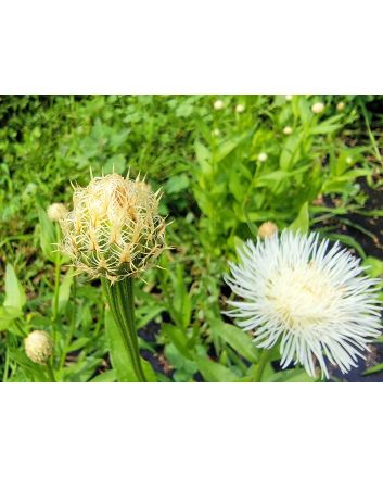 Basket Flower 'Aloha Blanca' Seeds (Naturally Grown)